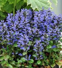 Ajuga Blueberry Muffin TN