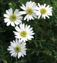 Surdaisy White