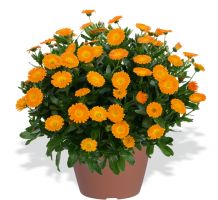 Calendula