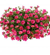 Portulaca Campino Twist Pink