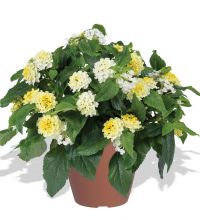 Lantana-Gem-Compact-Yellow Diamond