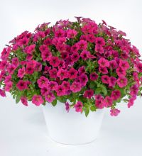 Littletunia Fuchsia