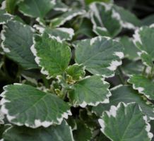 Plectranthus