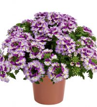 Vanessa Compact Bicolor Purple