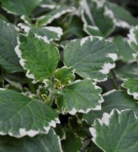 Plectranthus