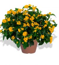 Lantana-Gem-Gold