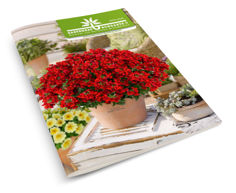 Bongartz Katalog