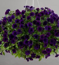 Littletunia Purple Blue